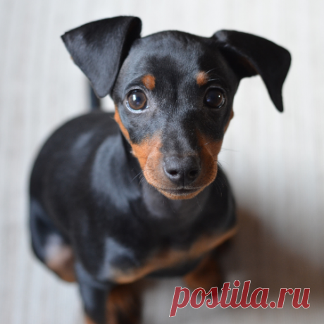 Pinscher: Saiba Tudo Sobre Essa Raça de Cachorro