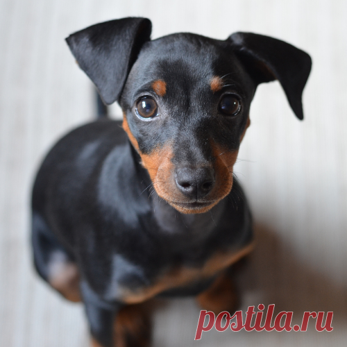 Pinscher: Saiba Tudo Sobre Essa Raça de Cachorro