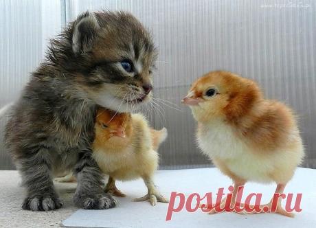 Тепло души..