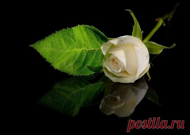 Rose, white, surface, reflection, drop wallpapers, photos, pictures.