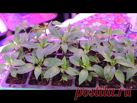 СЕКРЕТ ВЫРАЩИВАНИЯ ПЕРЦА ЗИМОЙ. МОЖНО ИСПОЛЬЗОВАТЬ ДЛЯ ЛЮБОЙ РАССАДЫ!