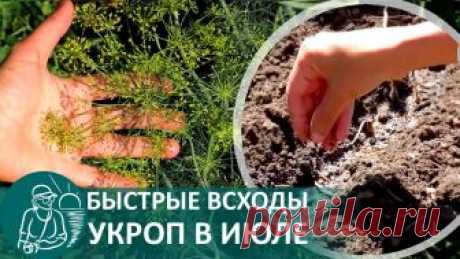 Как сажать укроп летом.