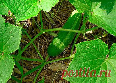 Тайны выращивания огурцов.