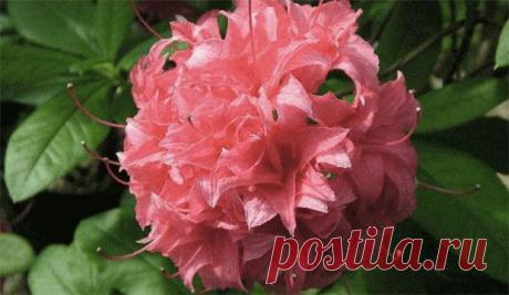 Угостите растения чаем и молоком! | Supersadovod - о саде и огороде просто и интересно