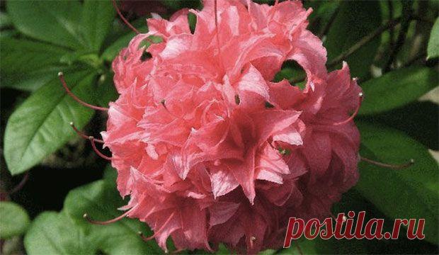 Угостите растения чаем и молоком! | Supersadovod - о саде и огороде просто и интересно