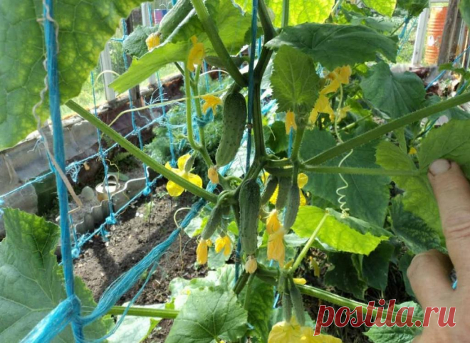 Мама научила формировать огурцы так, чтобы получить максимум урожая
