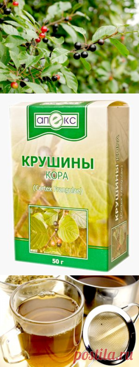 Крушина ольховидная (ломкая) в народной медицине.