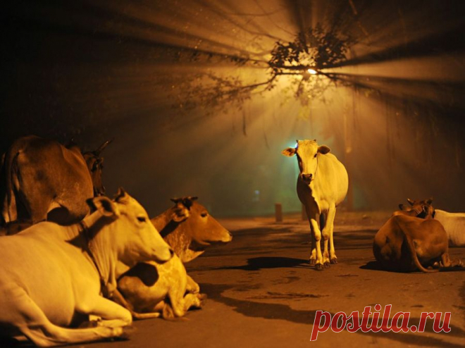 Лучшие фотографии National Geographic в феврале » Бяки.нет