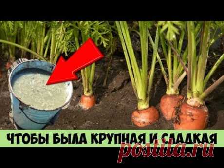 Сделайте так с МОРКОВЬЮ и сможете собрать очень КРУПНЫЙ и СЛАДКИЙ урожай раньше срока - YouTube