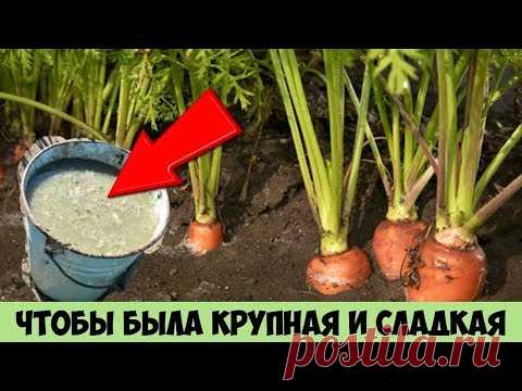 Сделайте так с МОРКОВЬЮ и сможете собрать очень КРУПНЫЙ и СЛАДКИЙ урожай раньше срока - YouTube