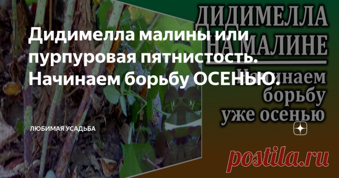 Дидимелла малины или пурпуровая пятнистость. Начинаем борьбу ОСЕНЬЮ. Здравствуйте, с вами Светлана и канал ЛЮБИМАЯ УСАДЬБА  Как вы считаете, возможно ли справиться с дидимеллой малины за 1 сезон? Я ститаю, что нет. А вот за 2 сезона при планомерной борьбе, вполне возможно. И начинать нужно именно осенью. Но осень-понятие растяжимое. Так когда же именно?  Прежде , чем обговаривать сроки и меры борьбы, давайте посмотрим на первые признаки дидимеллы. Это будет особенно полезн...