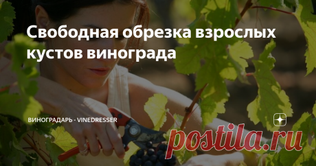Свободная обрезка взрослых кустов винограда Начало октярбя, для виноградарей некоторых регионов обрезка винограда уже не за горами. Сегодня речь пойдет о свободной обрезке винограда, варианте наиболее применимом на практике.