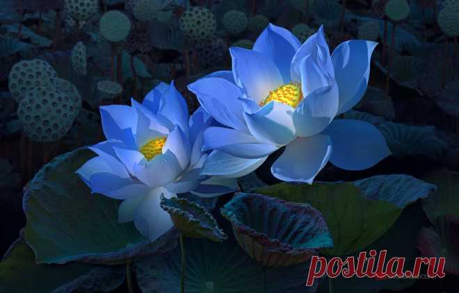 duongquocdinh (Duong Quoc Dinh) - DeviantArt