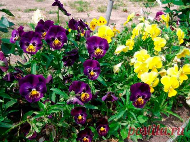 Лекарственное растение Фиалка трехцветная, анютины глазки (Viola tricolor). Однолетнее растение высотой 10-30 см, стебель приподнимающийся или прямостоячий, разветвленный. Листья черешковые, яйцевидно-ланцетные до сердцевидных с перисторассеченными прилистниками, у которых имеется удлиненное, чаще всего зазубренное окончание. Цветки, как правило, трехцветные (желтые, кремовые, фиолетовые), чаще всего больше 1,5 см. Этим они отличаются от очень схожего вида - фиалки полевой (V. arvensis).