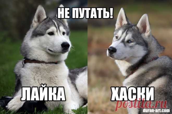 Чем отличается Хаски от Лайки