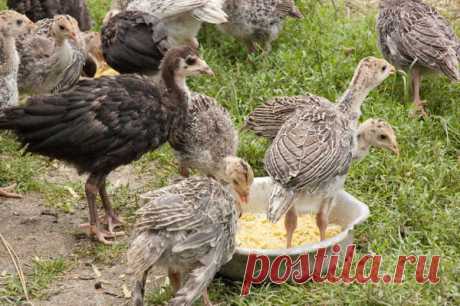 Правильный рацион питания индюшат: советы и фото