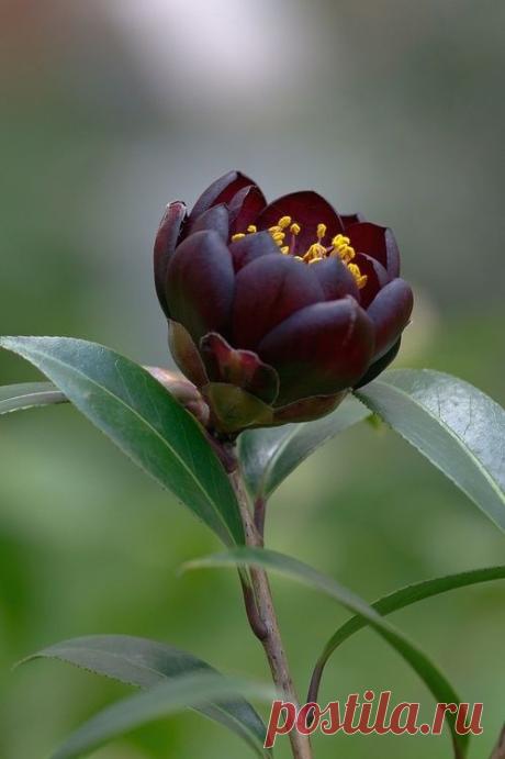 Camelia Japónica ‘NIGHT RIDER’..