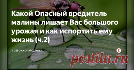 Какой Опасный вредитель малины лишает Вас большого урожая и как испортить ему жизнь (ч.2) Этот коварный вредитель способен полностью погубить все....