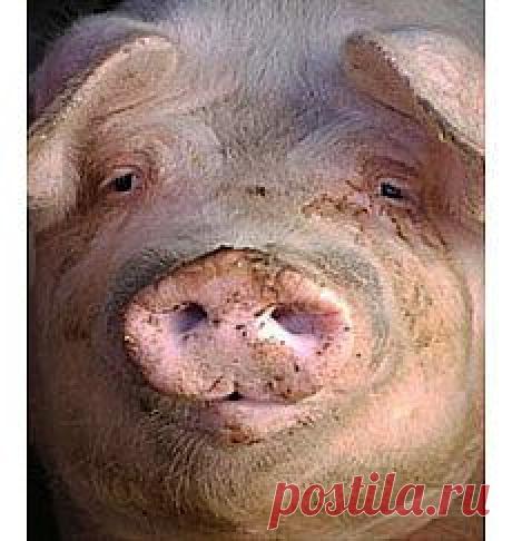 Ощущение счастья или несчастья в большей степени зависит не от внешних обстоятельств, а от отношения к себе и другим. Эта поучительная аллегорическая басня наглядно докажет и детям и взрослым, что добрый и отзывчивый человек гораздо счастливее закоренелого в равнодушии к чужим бедам эгоиста.