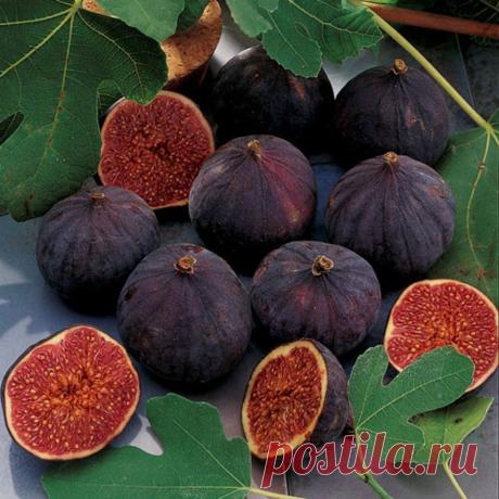 Выращивание инжира в средней полосе | Дачный участок