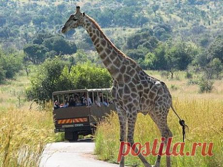 пешеходный переход