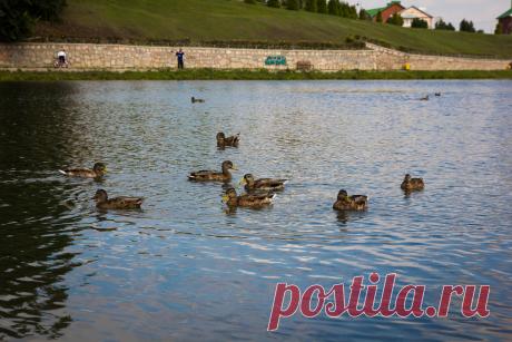 утки)
