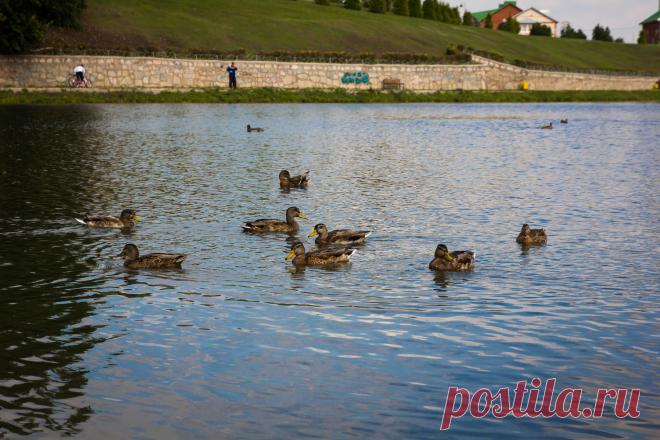 утки)