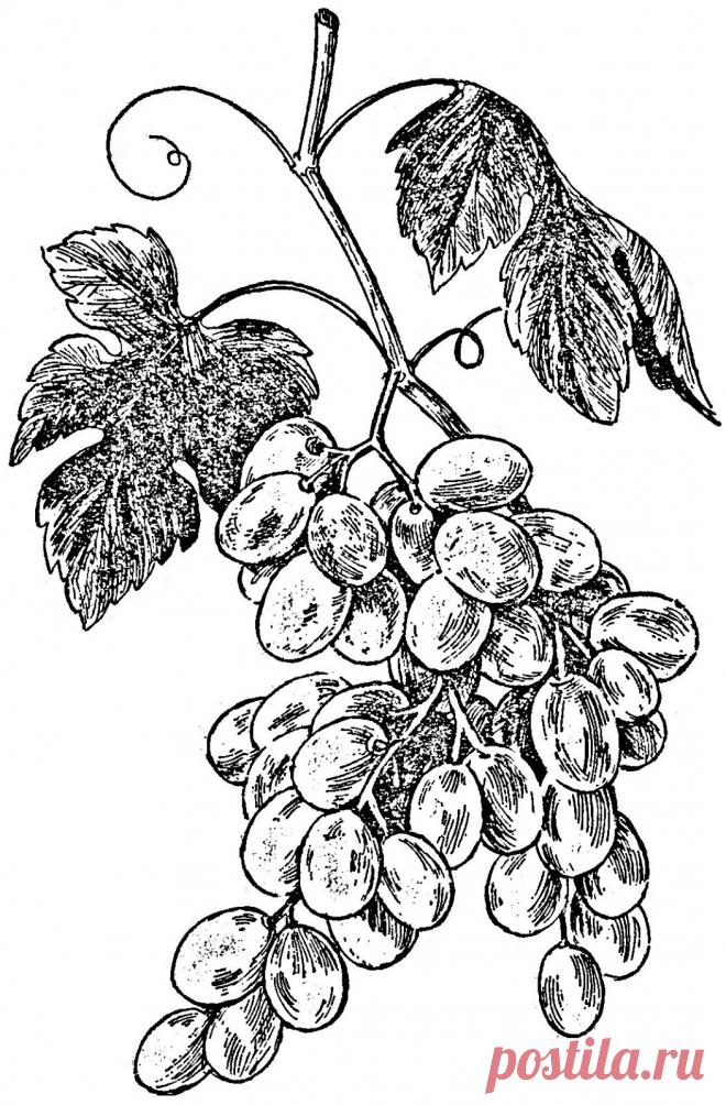 рисуем виноград - Поиск в Google