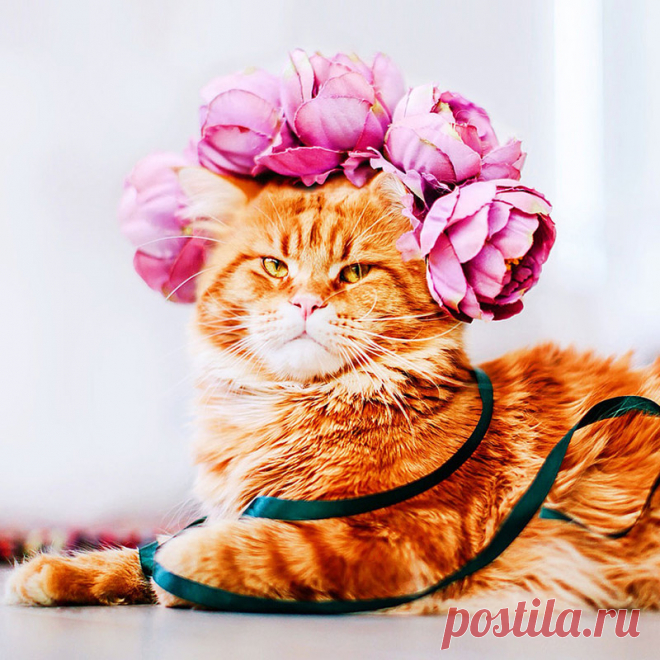 Русский кот по имени Котлета покоряет интернет!