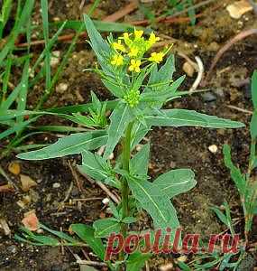 Желтушник_левкойный | Рецепты народной медицины