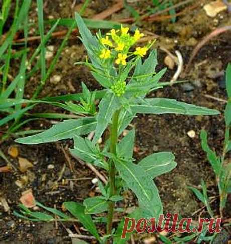 Желтушник_левкойный | Рецепты народной медицины