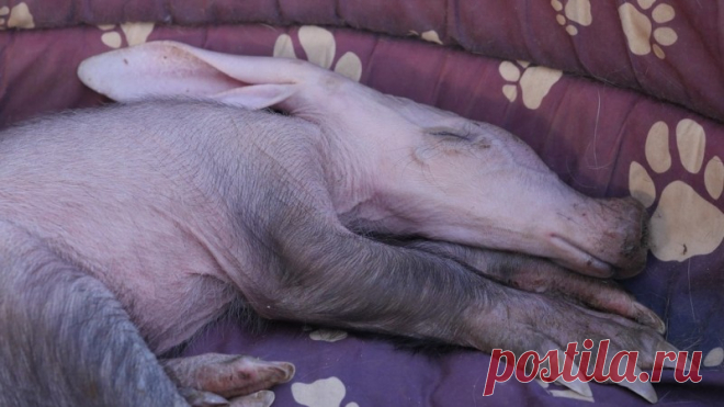 Ветеринар из Намибии приютила осиротевшего детеныша трубкозуба