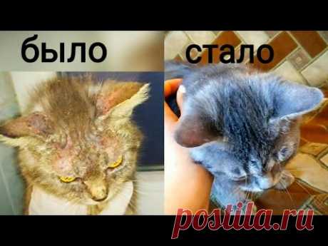 ЛЕЧЕНИЕ КОШКИ ОТ ЧЕСОТКИ... ДО И ПОСЛЕ...У НЕЕ РАЗБИТА ЧЕЛЮСТЬ ОТ ЖИВОДЕРОВ😨