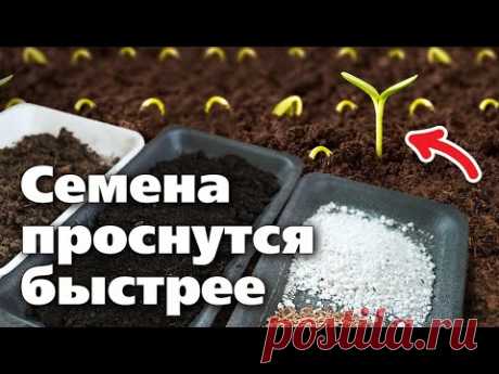 ДОБАВЬТЕ ЭТО В ГРУНТ ПЕРЕД ПОСЕВОМ СЕМЯН. Результат будет потрясающий!