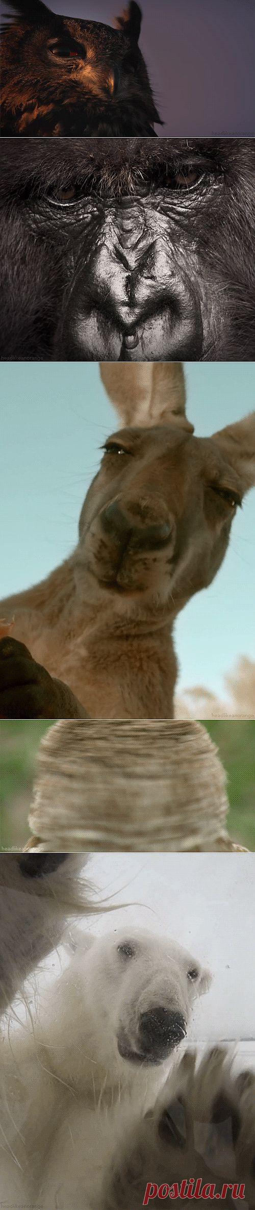 Анимированная дикая природа