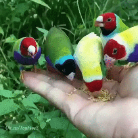 Красавцы Амадины