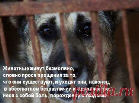Охотники на ДХ и живодёров - антидогхантеры