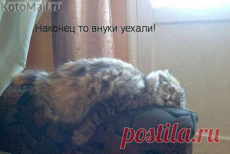 НИ СЛОВА О ВНУКАХ... | KotoMail.ru