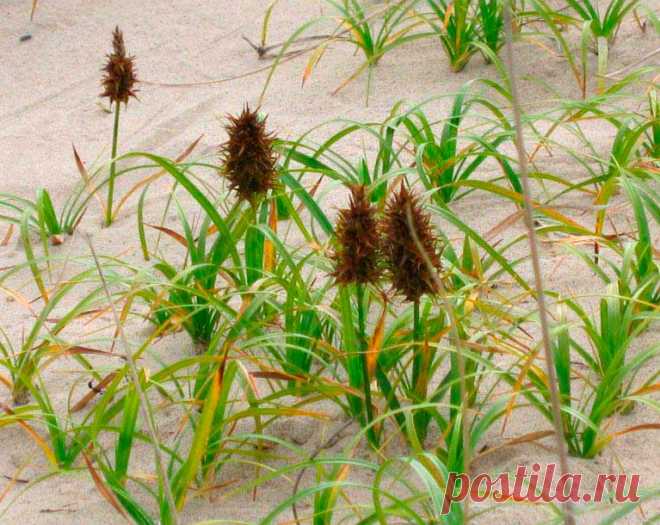 Лекарственное растение Осока песчаная (Carex arenaria). Многолетнее растение высотой 10-40 см с подземными далеко ползущими побегами, причем побеги нередко образуют прямые ряды. Стебель прямостоячий, сильный, с тремя острыми гранями. Листья жесткие, желобчатые, линейные, к моменту цветения такой же длины, что и стебель, или немного короче. Листовые влагалища коричневые. Невзрачные цветки собраны в колоски, которые по 6-12 штук образуют плотную колосовидную метелку длиной 4-6 см.