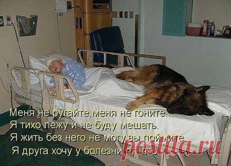 самый верный друг