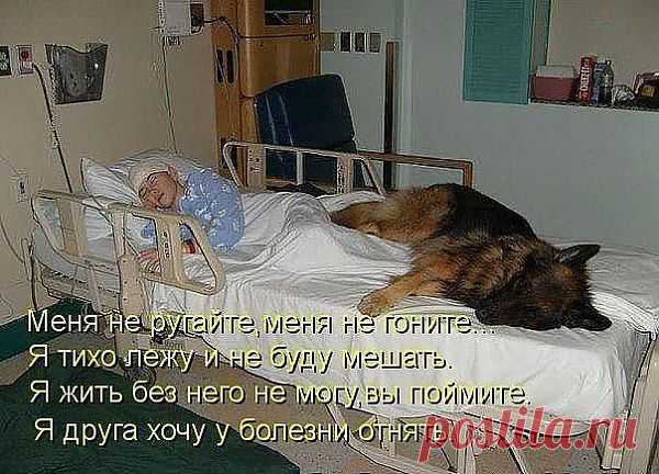 самый верный друг
