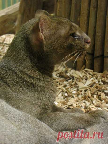 Музей исцеляющих кошек-фото №14