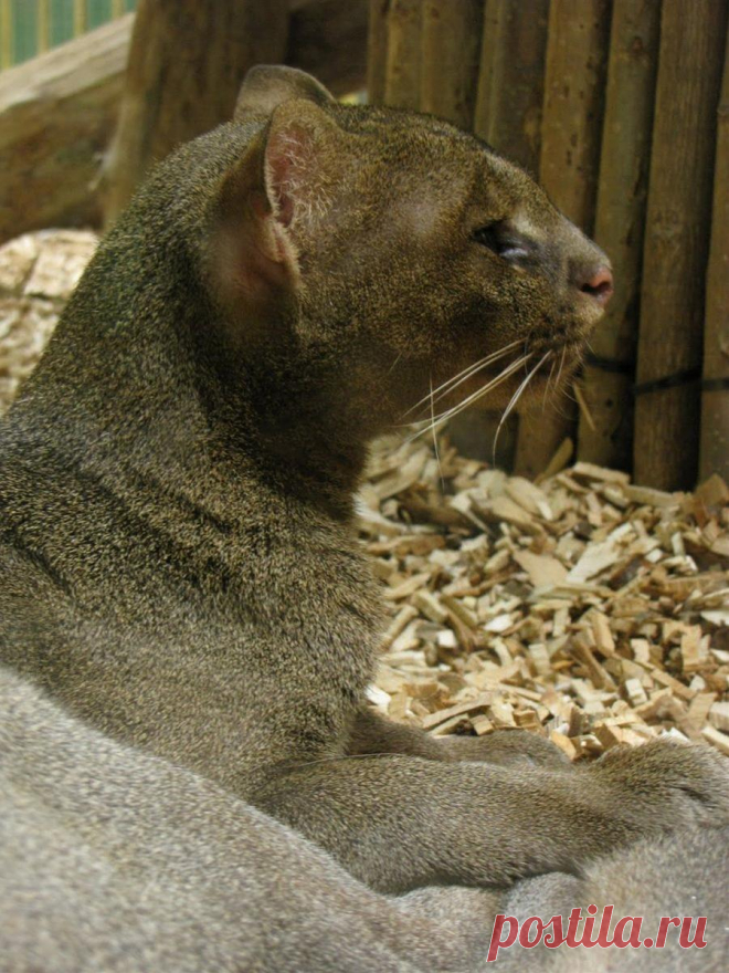 Музей исцеляющих кошек-фото №14