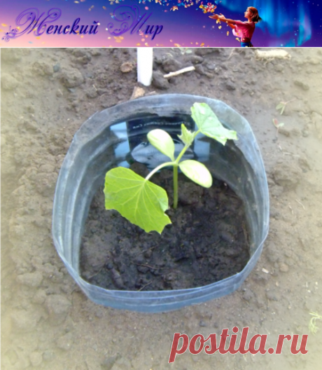 Как вырастить огурцы в 5 литровой бутылке ? &amp;raquo; Женский Мир