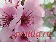 sakura spring - Поиск в Google