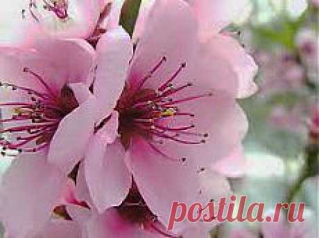 sakura spring - Поиск в Google