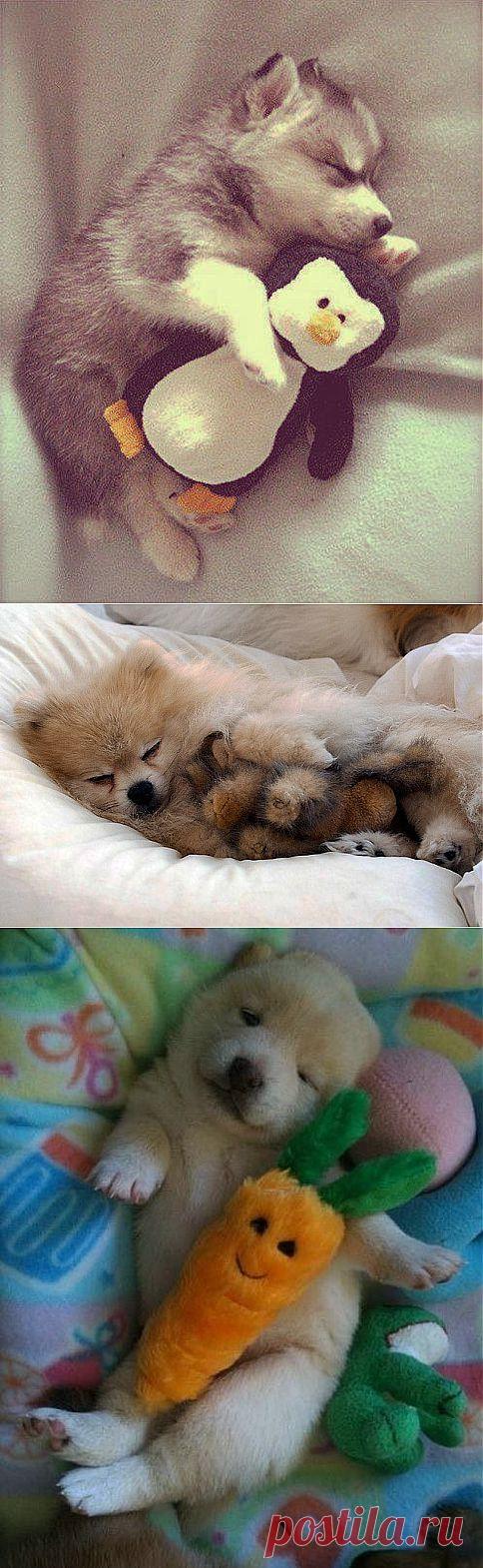 (+1) тема - Четвероногие малыши и их любимые игрушки | Четвероногий юмор