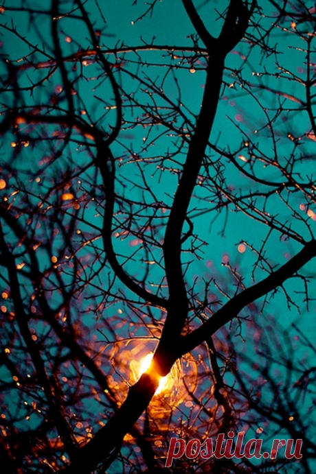 Superb Nature