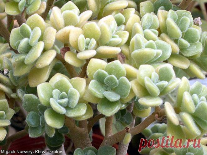 Аихризон: 808 изображений найдено в Яндекс.Картинках