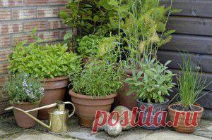 САДИК ПРЯНЫХ ТРАВ